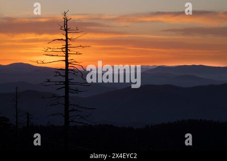 Singolo albero sagomato all'alba, nell'area del Clingmans Dome, nel Great Smoky Mountains National Park, North Carolina Foto Stock