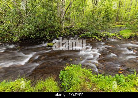 Cataloochee Creek in primavera, Cataloochee Valley, Great Smoky Mountains National Park, North Carolina Foto Stock