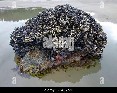 USA, Oregon, Cannon Beach. Le cozze della California e le Ochre Sea Stars si aggrappano alla roccia Foto Stock