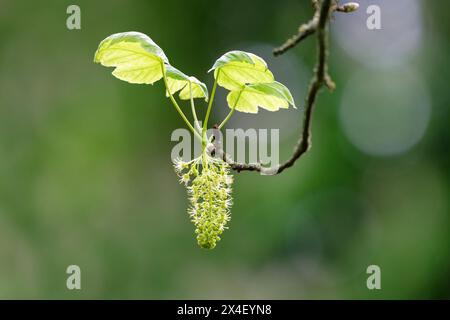 Acer pseudoplatano verde chiaro fiorisce e foglie di sicomoro su sfondo verde sfocato in primavera Foto Stock