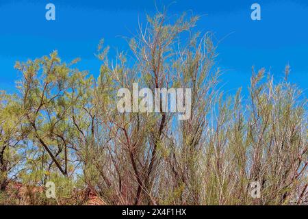 Moab, Utah, Stati Uniti. 2 maggio 2024. La primavera rivela aree ripariali sane mentre il fiume Colorado si snoda attraverso paesaggi desertici e canyon spettacolari vicino a Moab, Utah. Crediti: csm/Alamy Live News Foto Stock