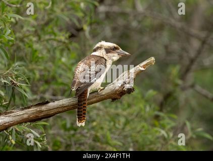 Il ridere kookaburra (Dacelo novaeguineae) uccello australiano orientale della famiglia kingfisher (Alcedinidae), il cui richiamo suona come una rissa fienale. Foto Stock