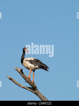 oca magpie (anseranas semipalmata) che si aprono su un albero morto con un cielo blu isolato sul fondo con spazio. Foto Stock