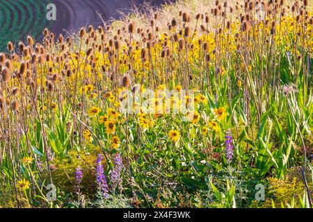 Stati Uniti, Stato di Washington, Palouse, Colfax. Astratta, campo di fiori di susan Black-Eyes che sventolano nella brezza. Rudbeckia hirta. Foto Stock