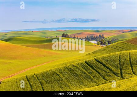 Stati Uniti, Stato di Washington, Palouse, Colfax. Dolci colline verdi di grano. Contrassegni del trattore. Foto Stock