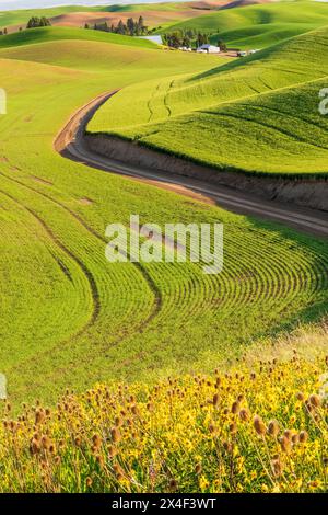 Stati Uniti, Stato di Washington, Palouse, Colfax. Dolci colline verdi di grano. Contrassegni del trattore. Foto Stock