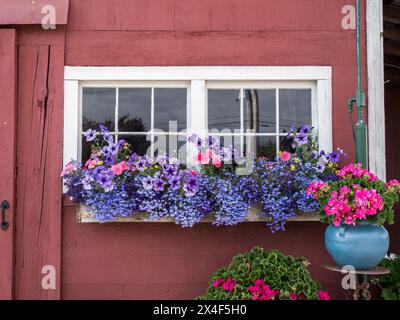 Fiori perenni che fioriscono in pentole e su davanzale su un capannone in un campo di lavanda vicino a Sequim, nello stato di Washington. Foto Stock