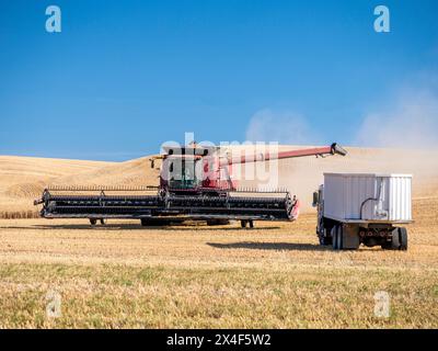 Lo scarico della mietitrebbia rossa ha tagliato il grano in un dumper durante il raccolto a Palouse. (Solo per uso editoriale) Foto Stock