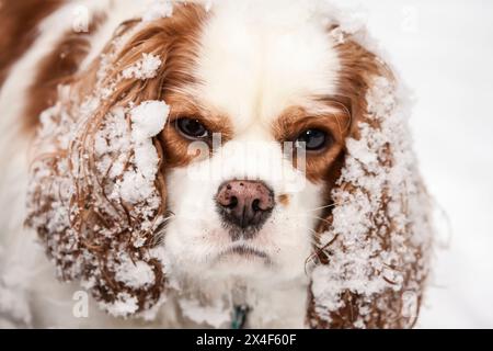 Issaquah, nello Stato di Washington, USA. Cavalier King Charles Spaniel, con neve congelato sul suo orecchio con un burbero espressione. (PR) Foto Stock