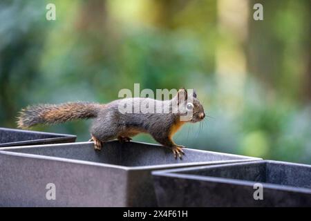 Issaquah, Stato di Washington, Stati Uniti. Scoiattolo Douglas arroccato sul bordo di alcune vasi di fiori vuoti Foto Stock