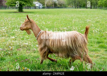 Issaquah, Stato di Washington, Stati Uniti. Donna adulta di guernsey dorata che cammina in un prato. (PR) Foto Stock