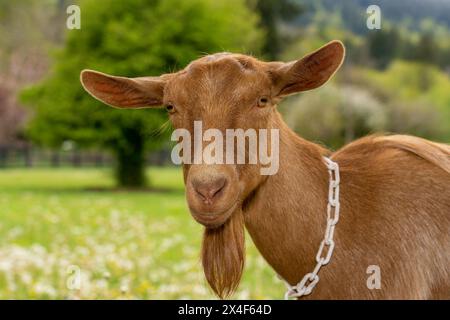 Issaquah, Stato di Washington, Stati Uniti. Ritratto di una donna guernsey dorata con un prato dietro di lei. (PR) Foto Stock