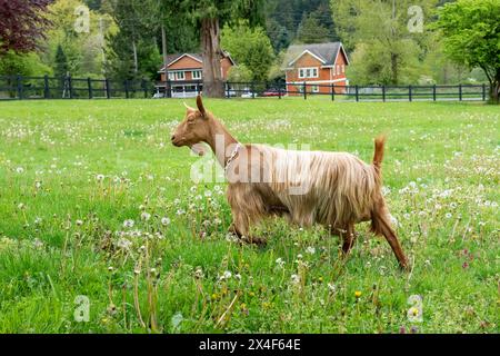 Issaquah, Stato di Washington, Stati Uniti. Donna adulta di guernsey dorata che cammina in un prato. (PR) Foto Stock