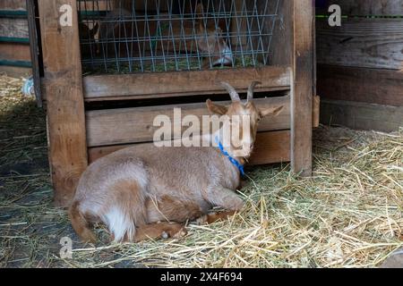 Issaquah, Stato di Washington, Stati Uniti. Adulti: guernsey dorato giace nel fienile accanto al suo canale di alimentazione. (PR) Foto Stock