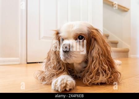 Issaquah, Stato di Washington, Stati Uniti. Il Cavalier King Charles Spaniel è reclinato su un pavimento di legno. (PR) Foto Stock