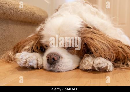 Issaquah, Stato di Washington, Stati Uniti. Il Cavalier King Charles Spaniel è sdraiato su un pavimento di legno duro e sembra molto assonnato. (PR) Foto Stock