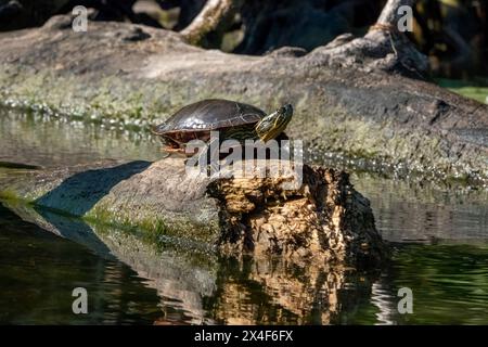 Issaquah, Stato di Washington, Stati Uniti. Tartaruga dipinta che prende il sole su un tronco. Foto Stock
