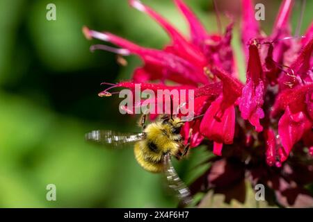 Issaquah, Stato di Washington, Stati Uniti. Fiore del balsamo delle api con il calabrone della testa gialla. Foto Stock