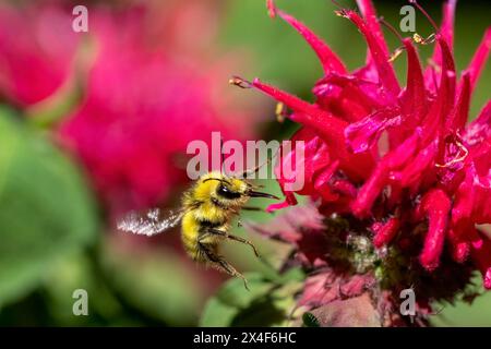 Issaquah, Stato di Washington, Stati Uniti. Fiore del balsamo delle api con il calabrone della testa gialla. Foto Stock