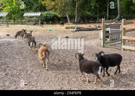 Port Townsend, Stato di Washington, Stati Uniti. Gregge di pecore britanniche Soay in un unico file in una penna. Foto Stock