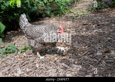 Port Townsend, Stato di Washington, Stati Uniti. Plymouth Barred Rock hen che cammina in un frutteto di lamponi. Foto Stock