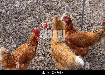 Port Townsend, Stato di Washington, Stati Uniti. Gregge di galline che picchiano contro una mela che è stata appesa a un filo per loro. Rhode Island Red e Gol Foto Stock
