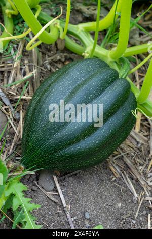 Port Townsend, Stato di Washington, Stati Uniti. La zucca di Acorn cresce sulla vite Foto Stock