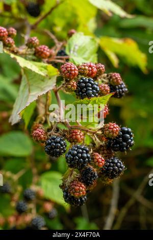 Port Townsend, Stato di Washington, Stati Uniti. More sulla vite in vari stadi di maturazione. Foto Stock