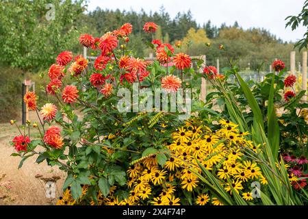 Port Townsend, Stato di Washington, Stati Uniti. Susan dagli occhi neri e dalie pronte per il taglio in un giardino fiorito commerciale. Foto Stock