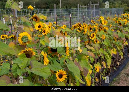 Port Townsend, Stato di Washington, Stati Uniti. Fila di girasoli in un giardino fiorito commerciale Foto Stock