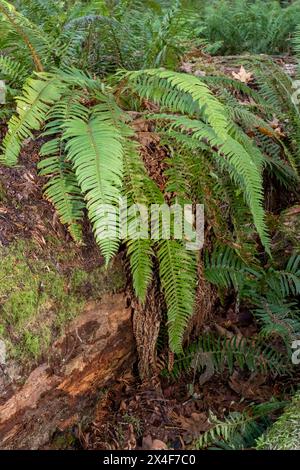 May Valley County Park, Issaquah, Washington State, Stati Uniti. Tronco ricoperto di muschio con felce spada occidentale. Foto Stock