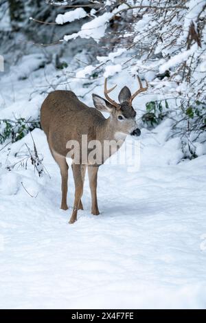 Issaquah, Stato di Washington, Stati Uniti. Giovani cervi muli buck nella neve. Foto Stock