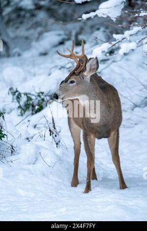 Issaquah, Stato di Washington, Stati Uniti. Giovani cervi muli buck nella neve. Foto Stock