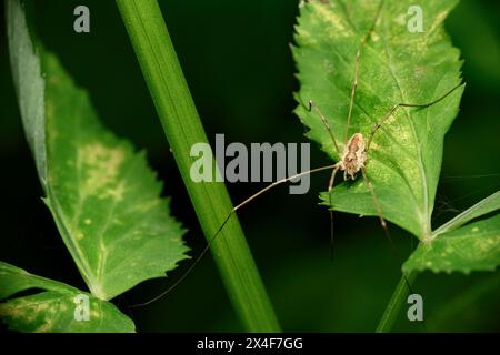 Un ragno con gambe molto lunghe su una foglia di cespuglio Foto Stock