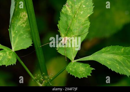 Un ragno con gambe molto lunghe su una foglia di cespuglio Foto Stock