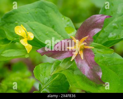 Stati Uniti, Stato di Washington. Mount Baker, Snoqualmie National Forest. Trillium e Stream Violet Foto Stock