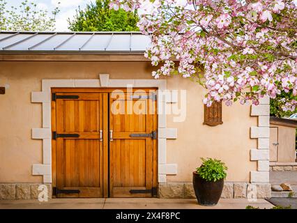 Stati Uniti, Stato di Washington, Walla Walla. Primavera in fiore presso l'azienda vinicola Leonetti Cellars. (Solo per uso editoriale) Foto Stock