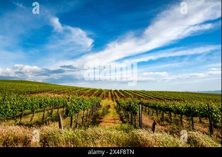 Stati Uniti, Stato di Washington, Pasco. I filari in un vigneto di Washington fioriscono alla luce della primavera. Foto Stock