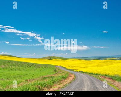 Stati Uniti, Stato di Washington, regione di Palouse. Strada secondaria di campagna attraverso campi di grano e canola Foto Stock
