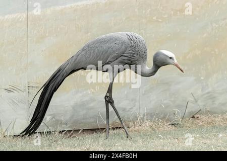 USA, Wisconsin, International Crane Foundation. Primo piano con gru blu. Foto Stock