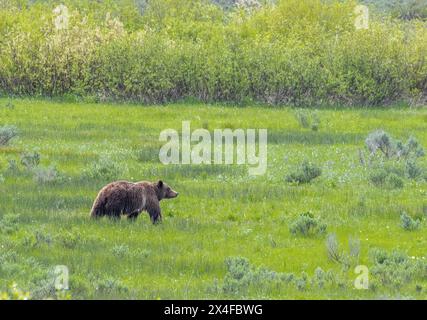 Stati Uniti, Wyoming. Grizzly Bear 399 attraversando un prato, il Grand Teton National Park Foto Stock