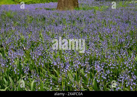 Campanelli in fiore in primavera, giardini botanici di Brooklyn, Prospect Park, New York City, USA Foto Stock