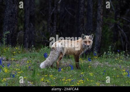 Stati Uniti, Wyoming. Ritratto della volpe rossa in estate, fiori selvatici, Grand Teton National Park Foto Stock