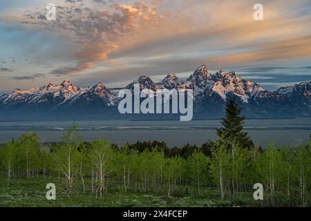 Stati Uniti, Wyoming. Paesaggio all'alba delle Teton Mountains e del Grand Teton e degli alberi di pioppo primaverili, il Grand Teton National Park. Foto Stock