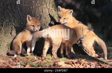Ritratto di giovani volpi rosse che giocano nella foresta, Canada Foto Stock