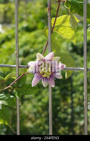 Fiori viola di passiflora che strisciano su una recinzione di ferro con sfondo sfocato Foto Stock