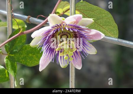 Fiori viola di passiflora che strisciano su una recinzione di ferro con sfondo sfocato Foto Stock