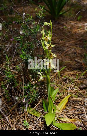 Pianta fiorita dell'orchidea del Levante terrestre (Ophrys levantina) in un luogo soleggiato, Cipro Foto Stock