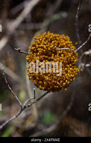 Spiderli del ragno tessitore della croce (Araneus diadematus) nel loro bozzolo a forma di emisfero di fili di seta, Cipro Foto Stock