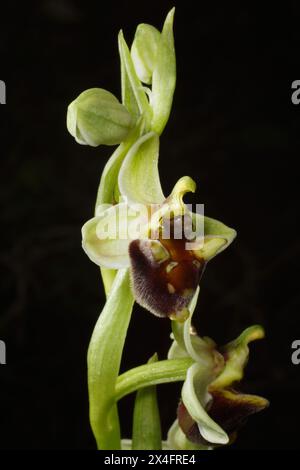 Pianta di fioritura dell'orchidea Levante (Ophrys levantina), Cipro Foto Stock